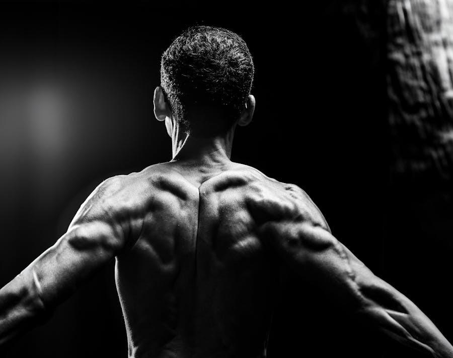 Muscle anatomy abstract