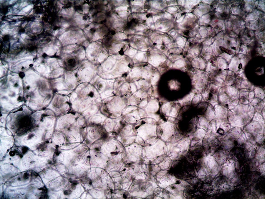Cellular biology abstract