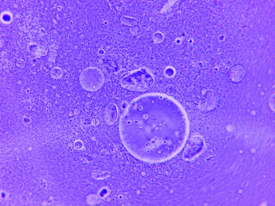 Cellular energy abstract