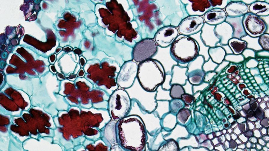 Cell regeneration abstract